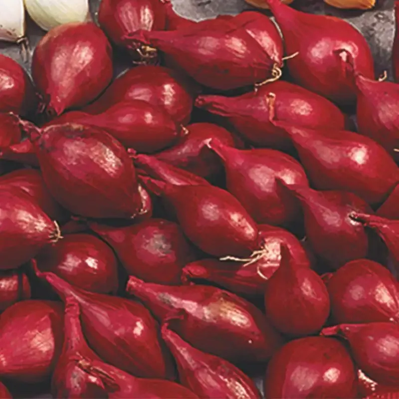 Red Onion Sets for Home Gardening and Vegetable Cultivation