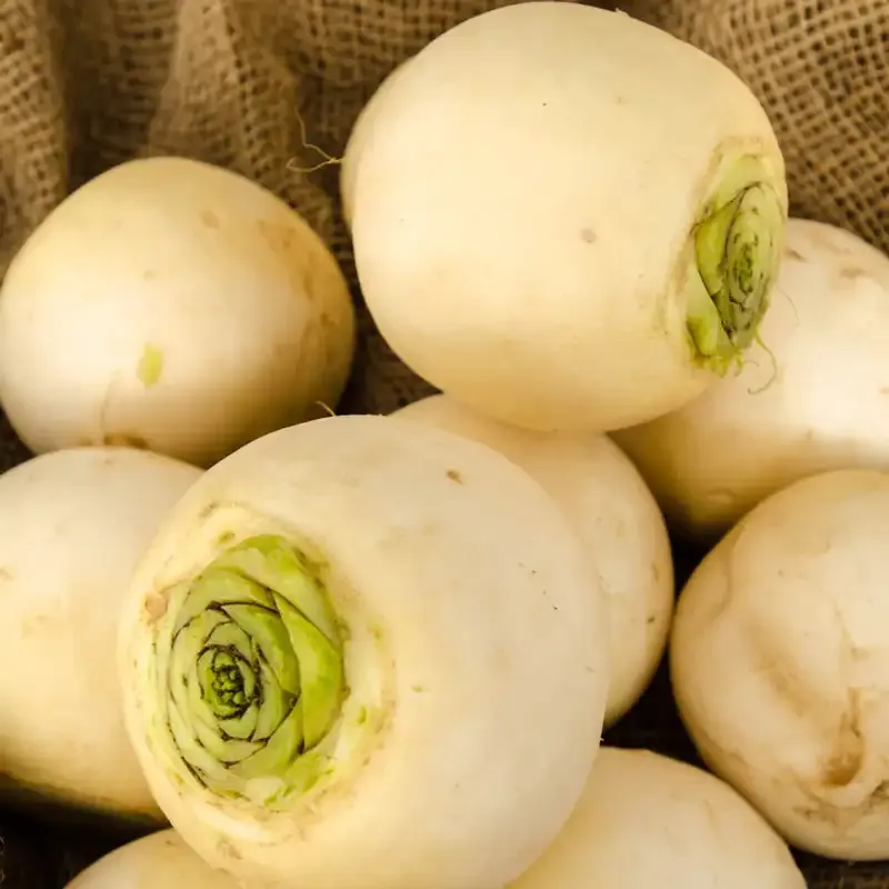 Amelie Hybrid Turnip Seeds for Consistent Root Development 2