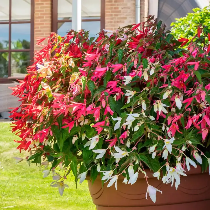 Boliviensis Begonia Mix - Trailing Flowering Plants for Hanging Baskets 2