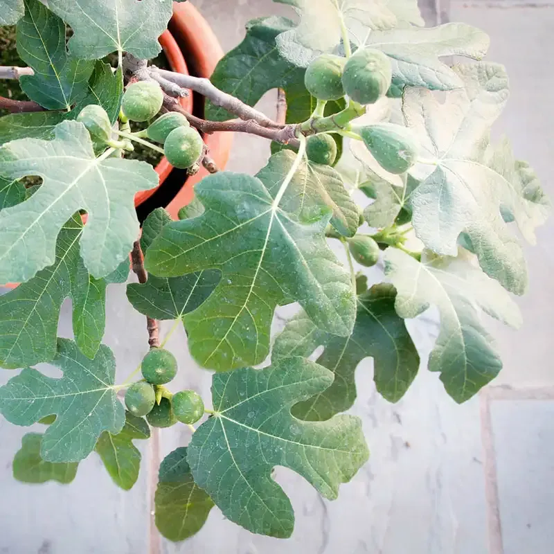 Fresh Fig Fruit - Natural Culinary Ingredient 1