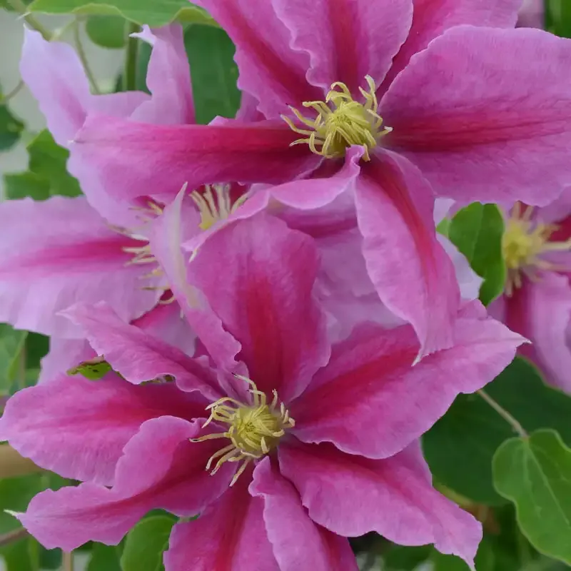 Clematis Climbing Plant Support Trellis - Durable Metal Garden Stake 1