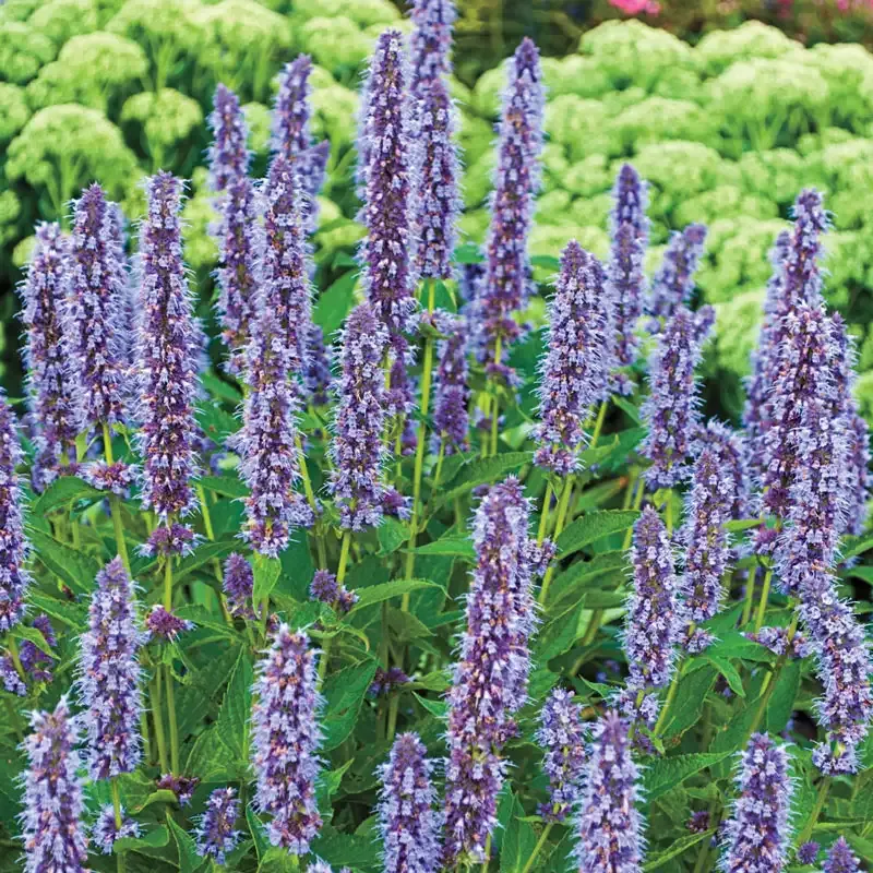 Blue Fortune Hummingbird Mint Perennial Flowering Plant