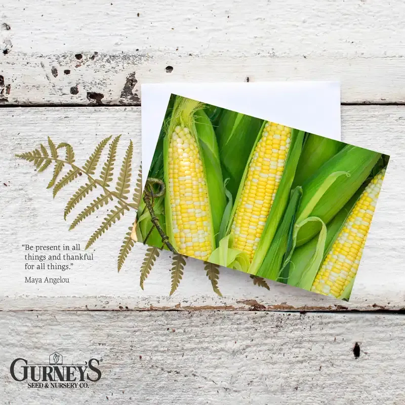 Vegetable Illustration Botanical Notecards Set 4