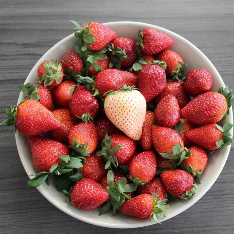 Florida Pearl Junebearing White Strawberry Plant 2