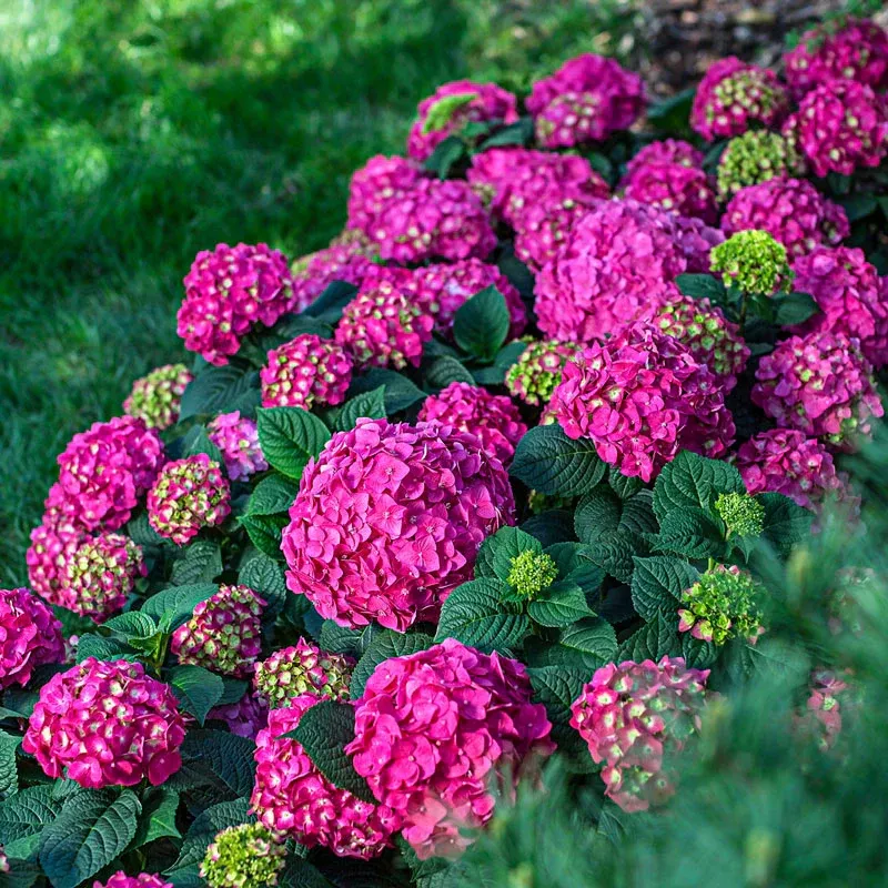 Summer Crush Reblooming Bigleaf Hydrangea Shrub