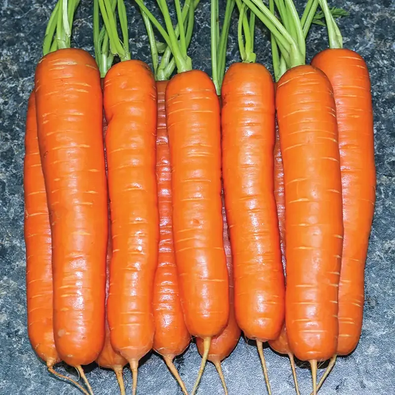 Yaya Hybrid Carrot Seeds - Uniform Nantes Type Vegetable Seeds for Home Gardens