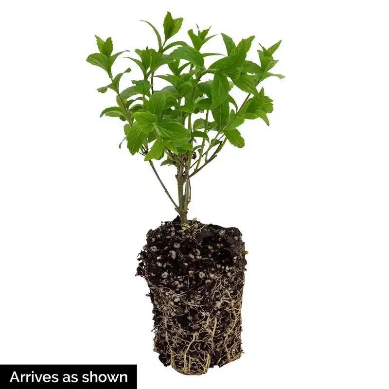 Early Amethyst Beautyberry (Callicarpa dichotoma) Deciduous Ornamental Shrub 2