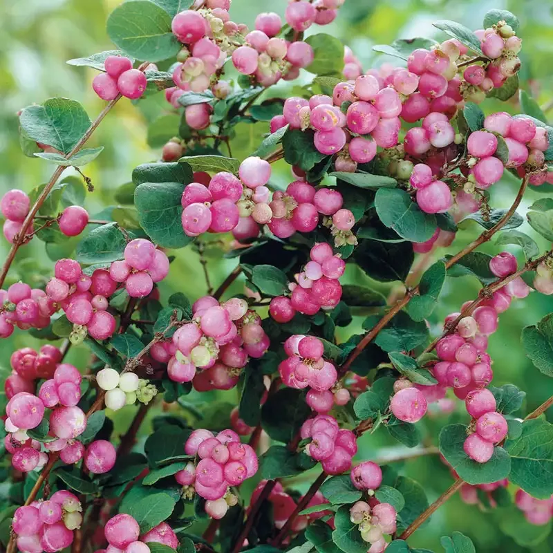 Coralberry Indian Currant (Symphoricarpos orbiculatus) Deciduous Shrub