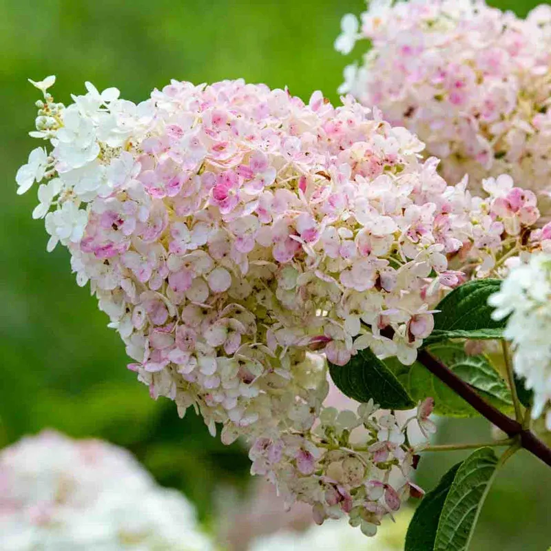 Strawberry Sundae Hydrangea Paniculata Flowering Shrub