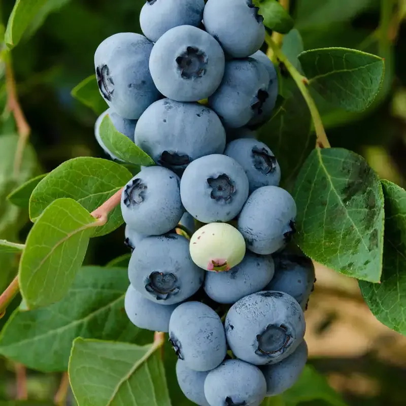 Legacy Blueberry Hedge Fruit-Bearing Shrub for Garden Landscaping