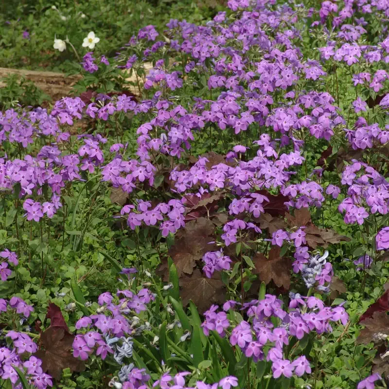Sherwood Purple Woodland Phlox Perennial Flowering Ground Cover 1