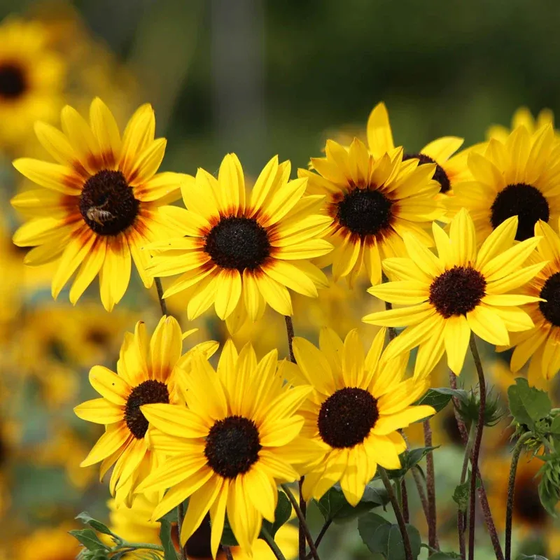 Helianthus Sunflower Decorative Ornament in Gold Finish 1
