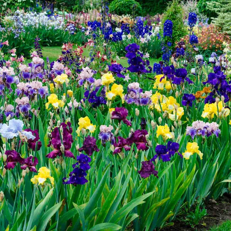 Reblooming Tall Bearded Iris Mixture - Multi-Season Perennial Rhizomes