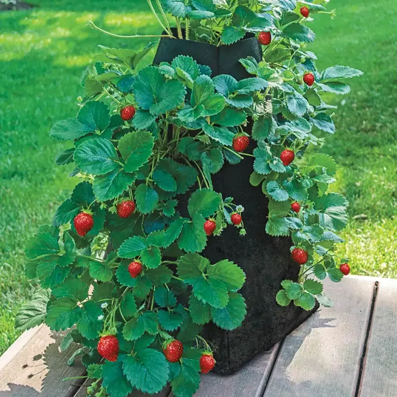 Vertical Stackable Strawberry Tower Planter for Small Space Gardening