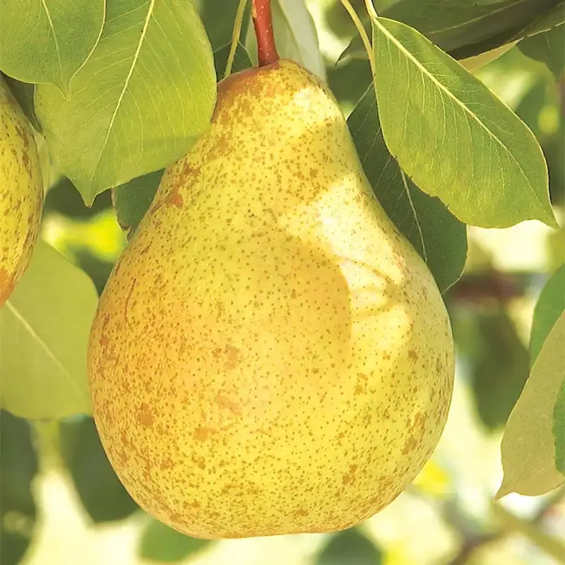 Ambrosia Pear Tree - Deciduous Fruit-Bearing Sapling