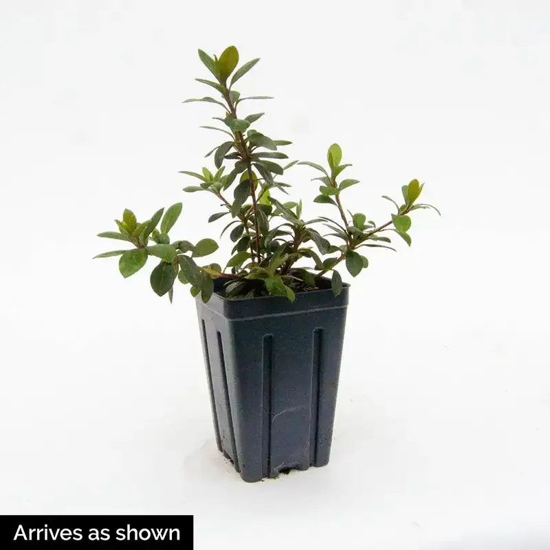 Mandarin Lights Hardy Azalea Deciduous Flowering Shrub 2