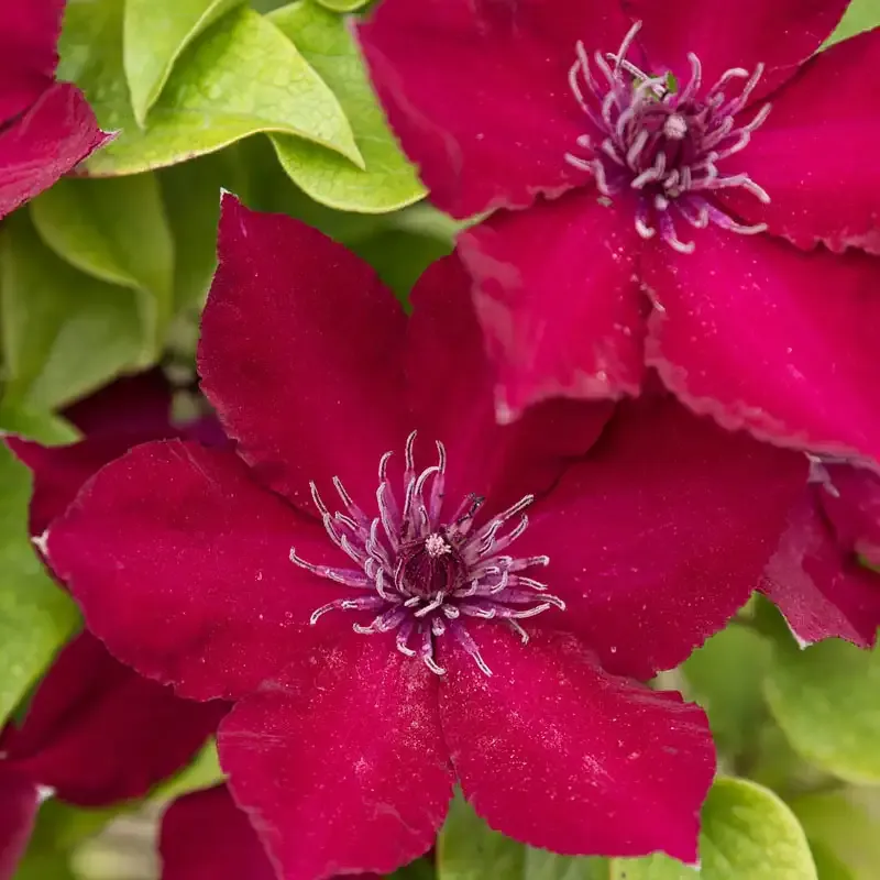 Clematis Climbing Plant Support Trellis for Garden Vines