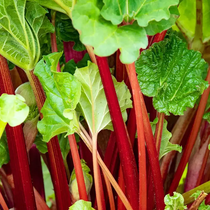 Perennial Rhubarb Starter Plant for Home Vegetable Gardens 2