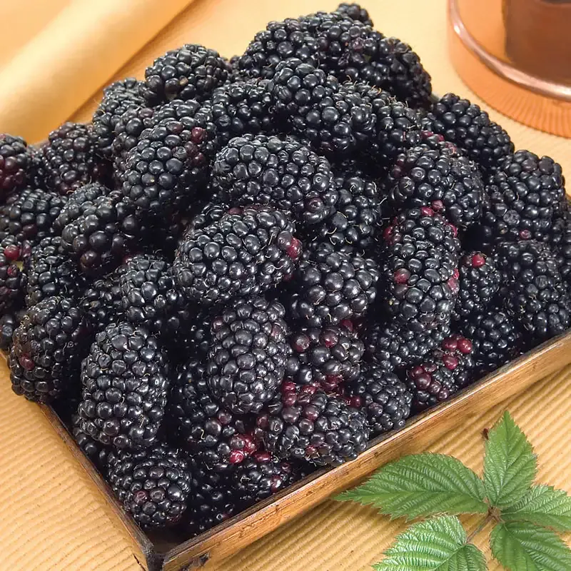 Thornless Blackberry Fruit-Bearing Shrub for Home Gardens 1