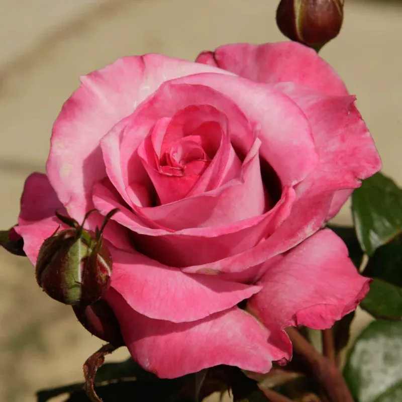 Barbra Streisand Hybrid Tea Rose - Large Lavender Fragrant Garden Shrub