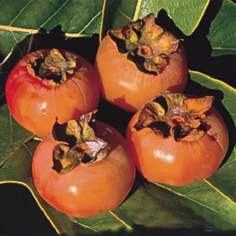 American Persimmon Tree (Diospyros virginiana) - Native Fruit-Bearing Plant