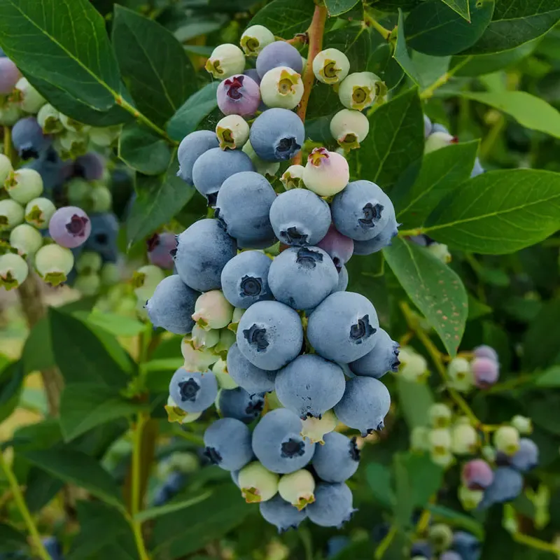 Misty Southern Highbush Blueberry Live Plant