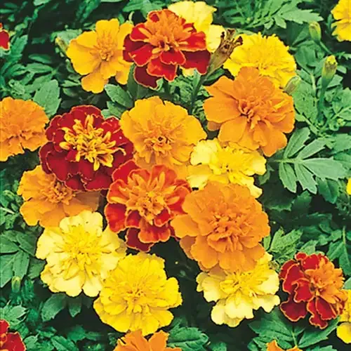 Marigold Seed Mix - Assorted Heirloom Flower Varieties for Garden Beds