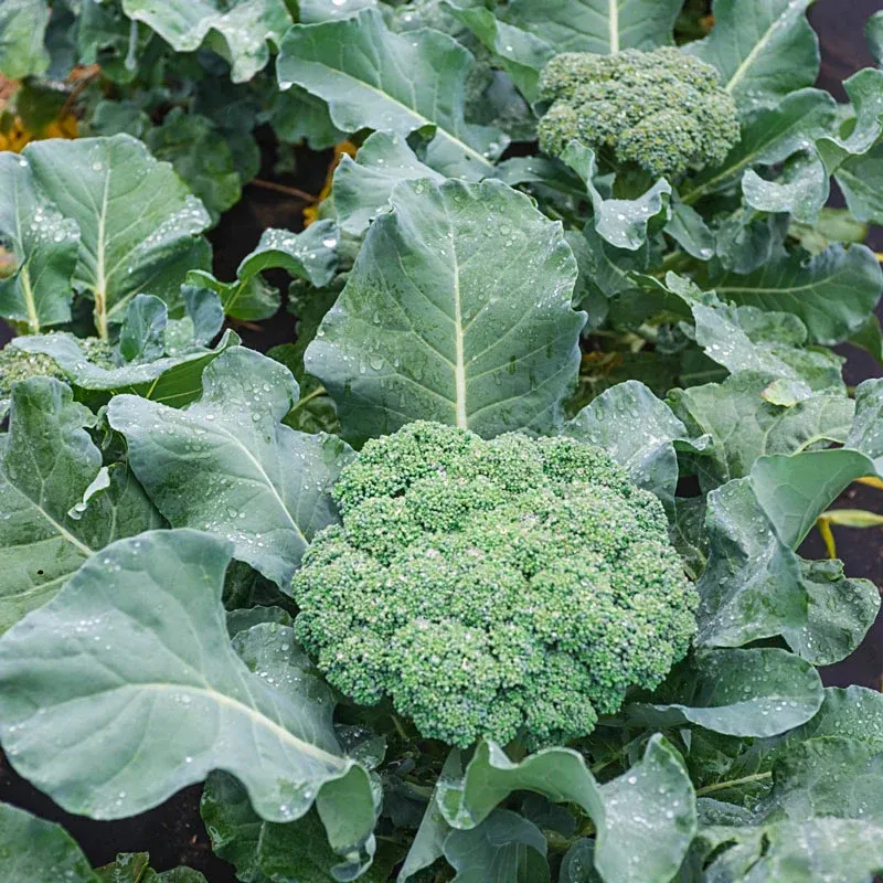 Blue Ribbon Hybrid Broccoli Seeds for Home Gardening 3