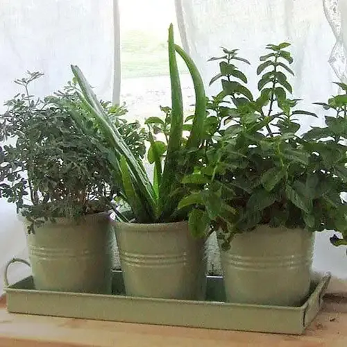 Windowsill Herb Pots - Durable Indoor Planters for Kitchen Gardening