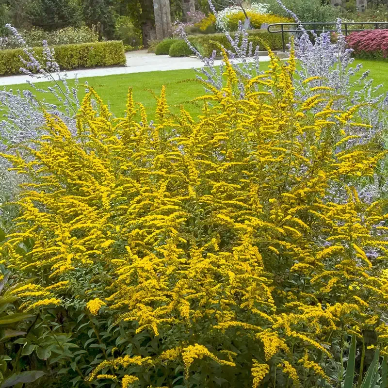 Fireworks Goldenrod (Solidago rugosa) Perennial Garden Plant