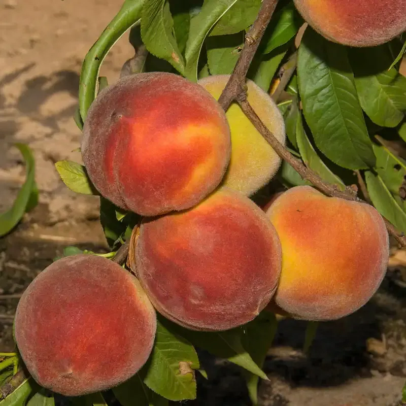 Crimson Rocket Peach Tree - Compact Stone Fruit Sapling