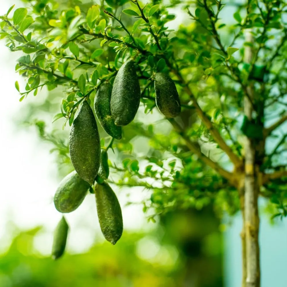 Australian Finger Lime Tree - Citrus Australasica Live Plant 1