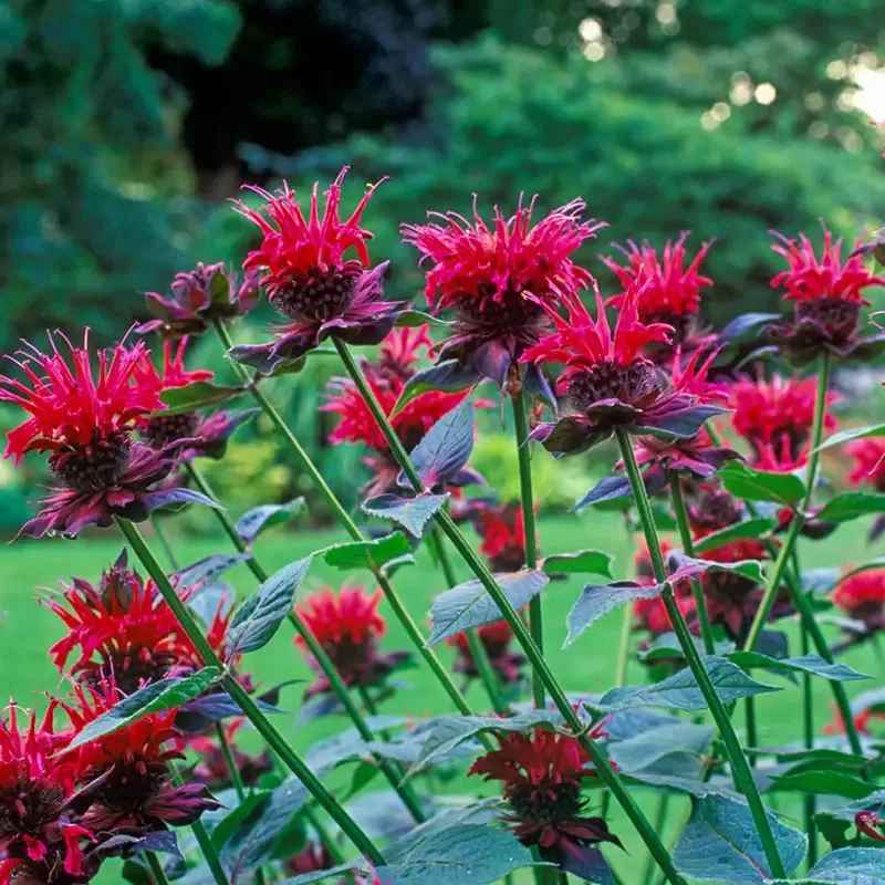 Balmy Purple Dwarf Bee Balm Compact Perennial Monarda 1