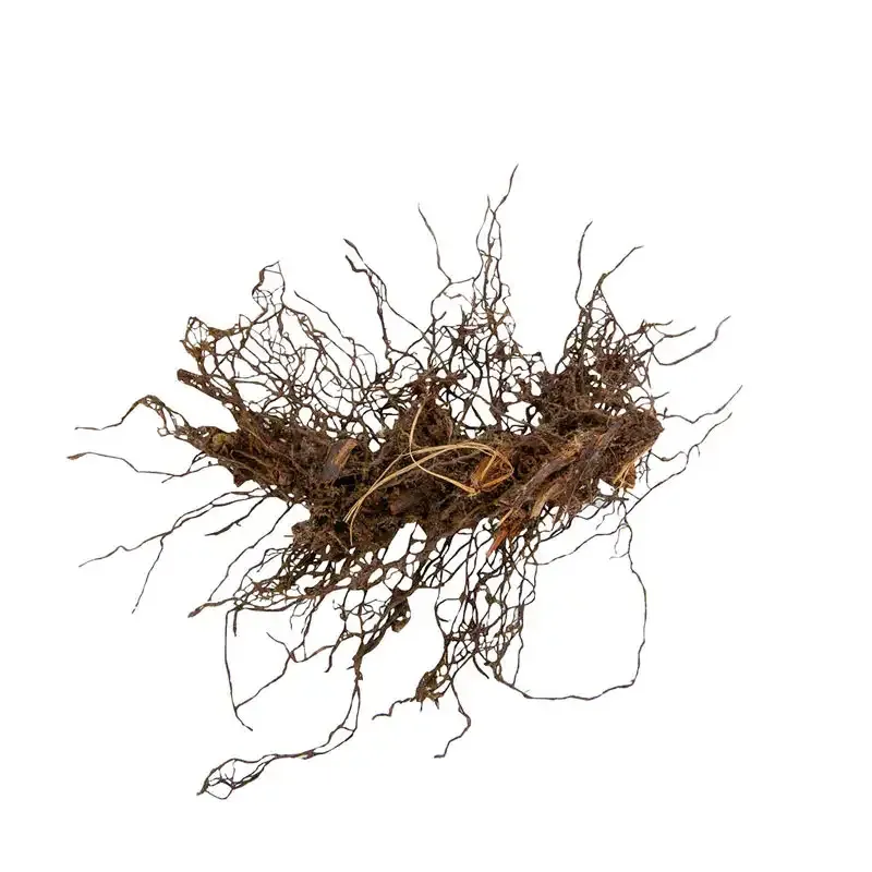 Mixed Hardy Fern Plant - Indoor Decorative Potted Greenery 1