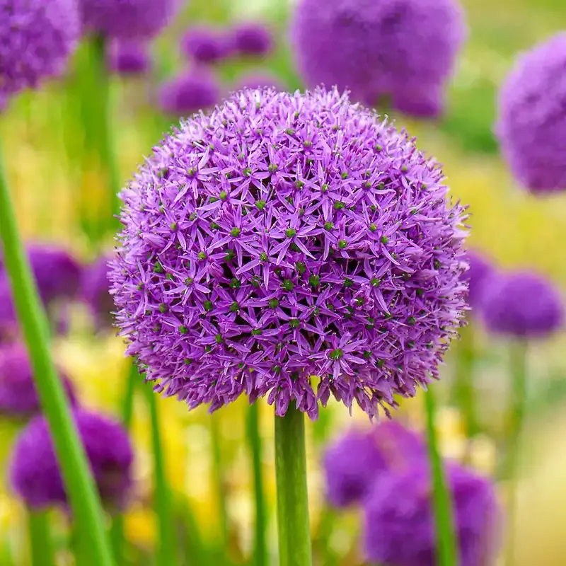 Deer-Resistant Allium Bulbs for Garden Borders 1