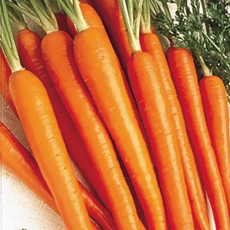 Tendersweet Carrot Seeds for Home Vegetable Gardening 1