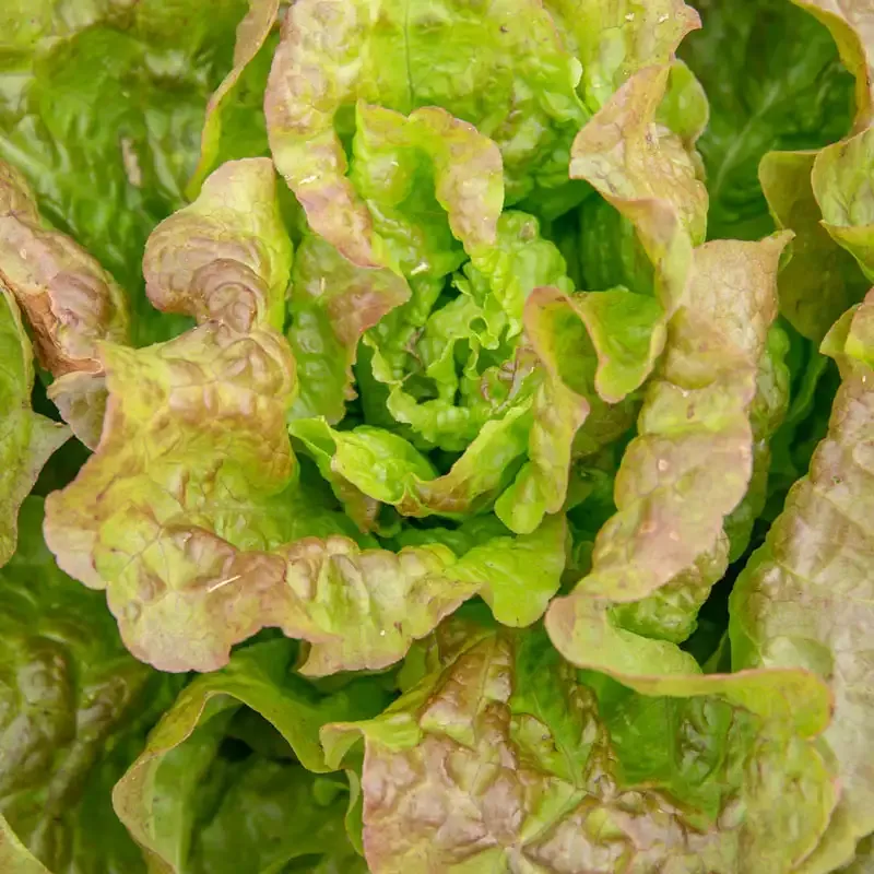 Blush Butter Cos Lettuce Heirloom Salad Greens