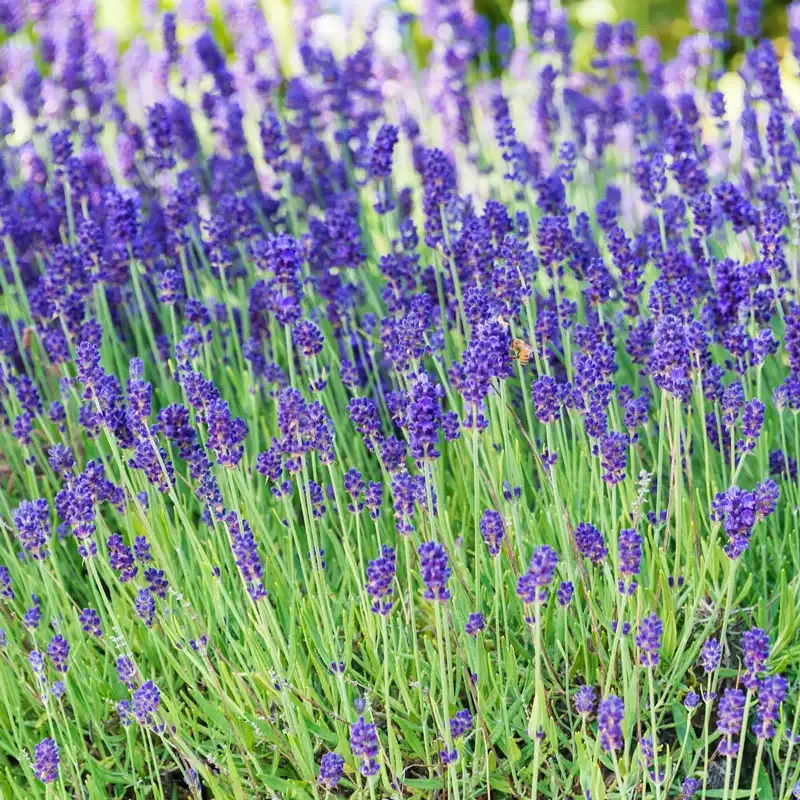Lavender Botanical Extract Aromatherapy Essential Oil