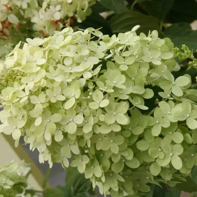 Limelight Hydrangea Paniculata Flowering Shrub 1
