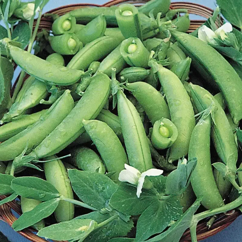 Sugar Snap Pea Seeds - Heirloom Vegetable Planting Seeds for Home Gardens