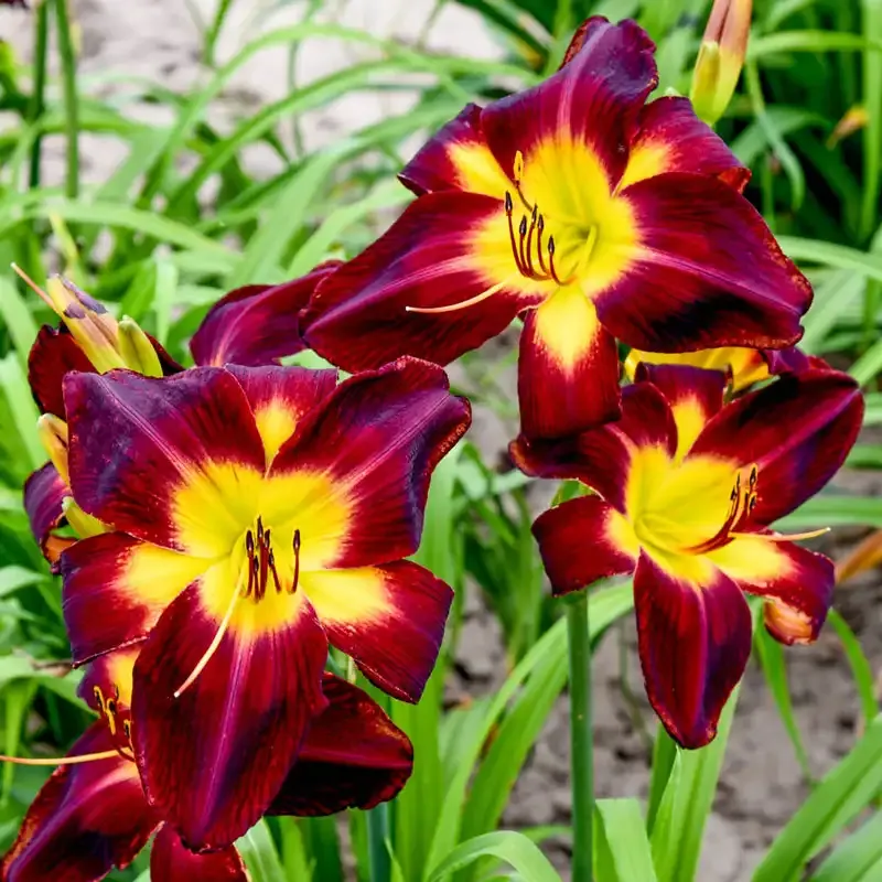 Persian Ruby Daylily Perennial Garden Flower 1