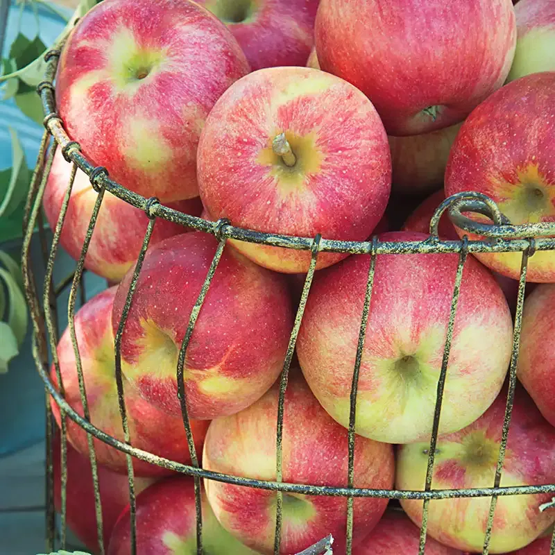 Pink Lady Apple Tree - Deciduous Fruit-Bearing Tree for Home Gardens