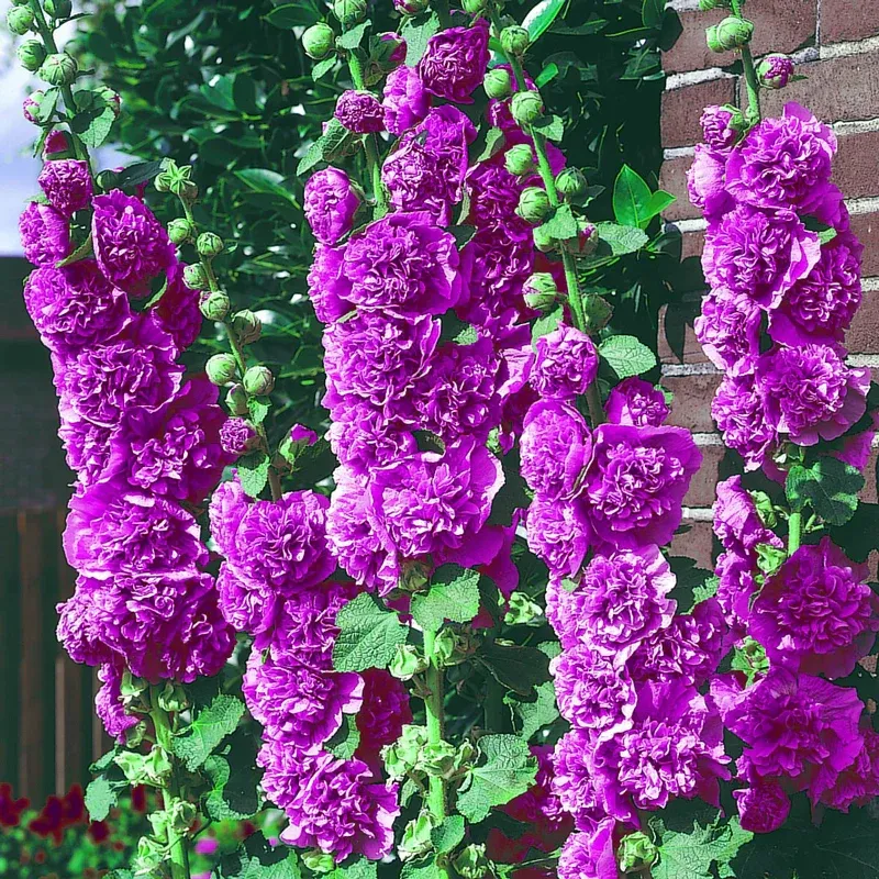 Chater's Double Violet Hollyhock Seeds - Alcea rosea
