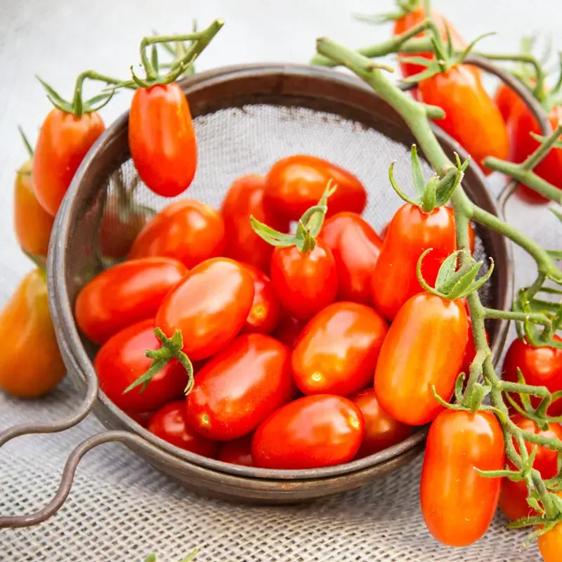 Sugar Slinger Grape Tomato Seeds - High-Yield Sweet Variety