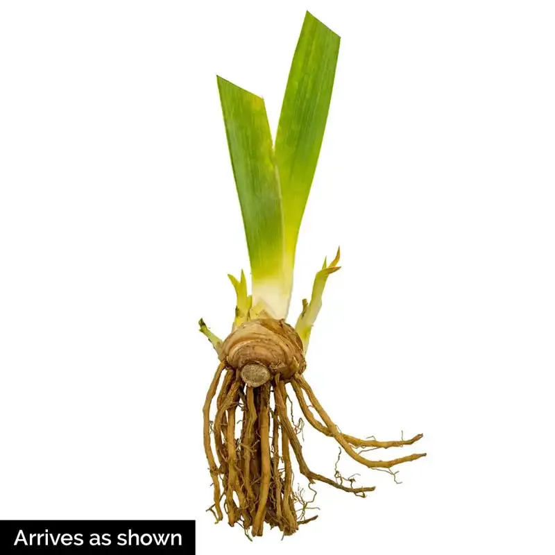 Harvest of Memories Reblooming Bearded Iris Perennial Rhizomes 2