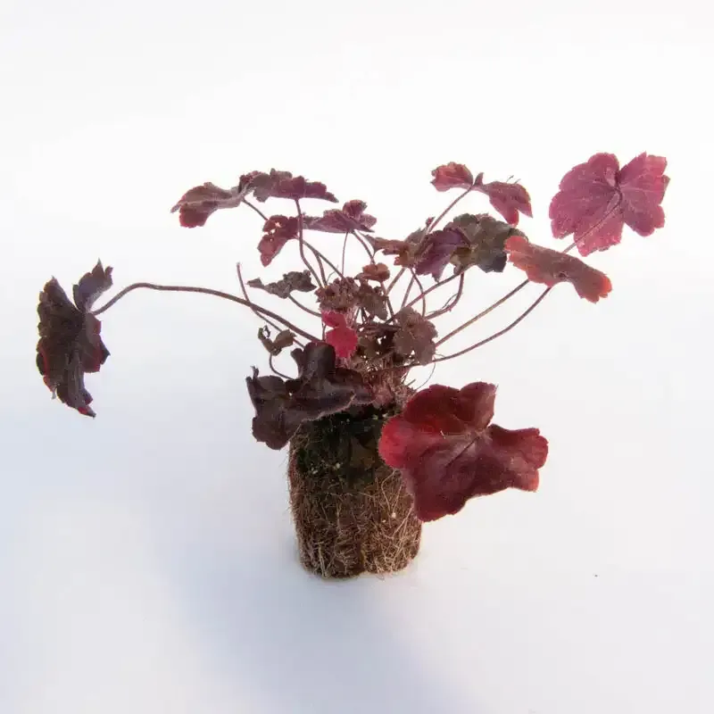 Timeless Night Heuchera Deep Purple Ornamental Perennial 3