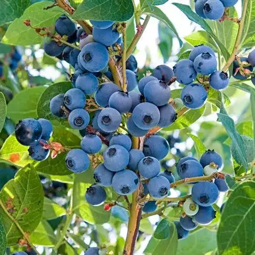 Fresh Seasonal Fruit Assortment - Natural Produce Selection 5