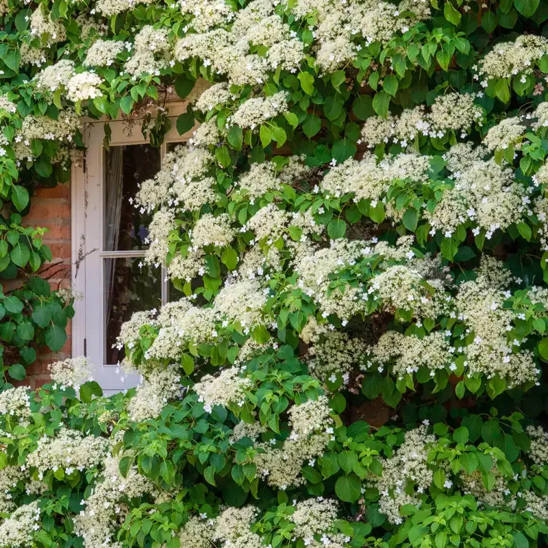 Climbing Hydrangea (Hydrangea anomala petiolaris) Deciduous Flowering Vine 2