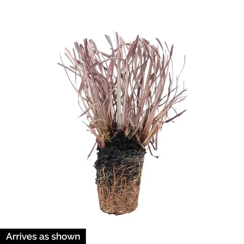 Standing Ovation Little Bluestem (Schizachyrium scoparium) Ornamental Perennial Grass 3