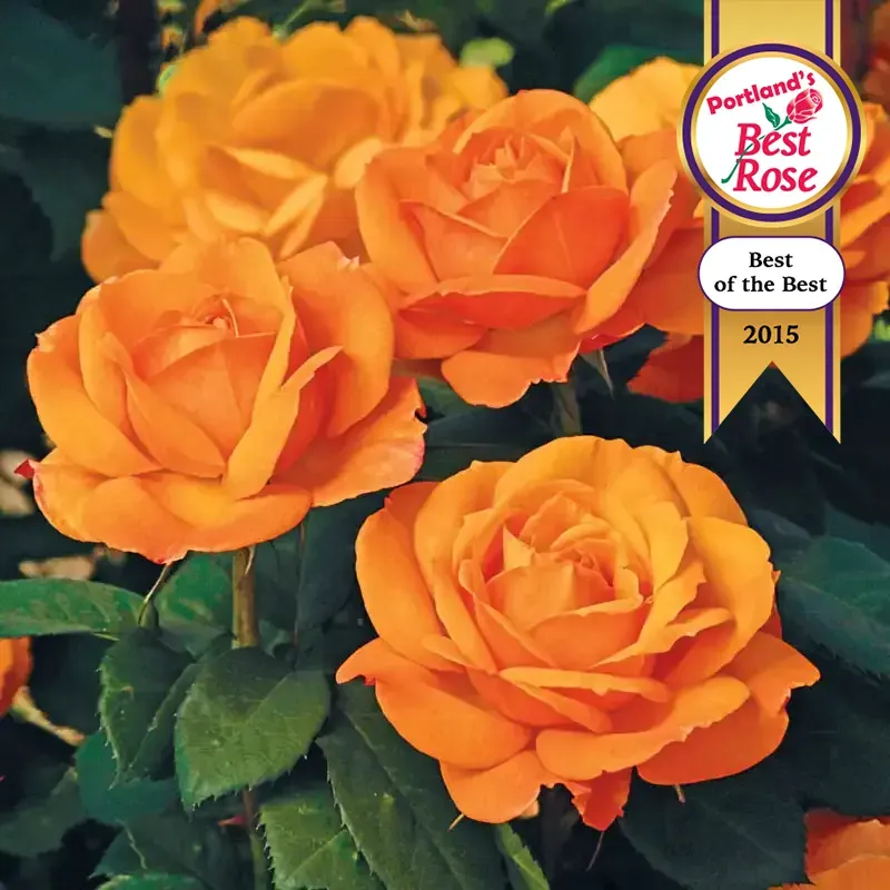 Good as Gold Hybrid Tea Rose - Fragrant Yellow Garden Shrub